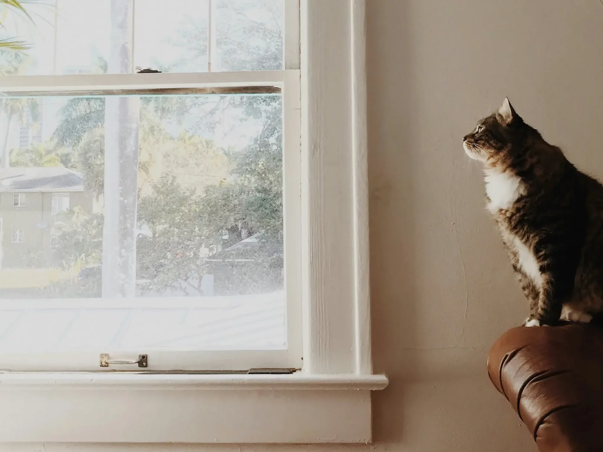 Katze sieht aus einem Altbau-Fenster